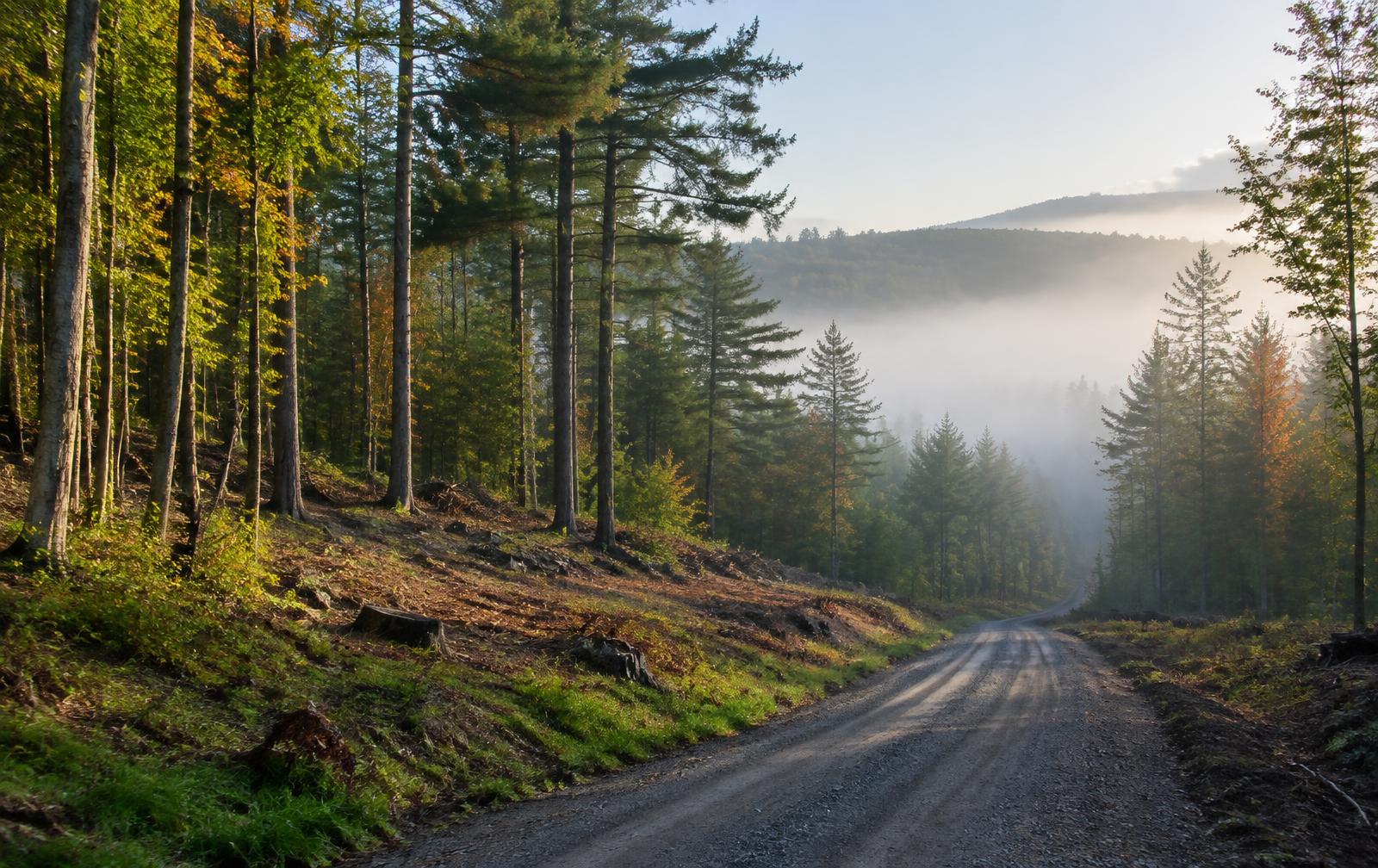 Well-managed forest with a clean woods road